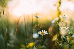 Oft ein Albtraum für Allergiker: eine Blumenwiese mit Blüten
