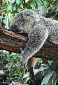 Koalabär, schlafend auf einem Ast