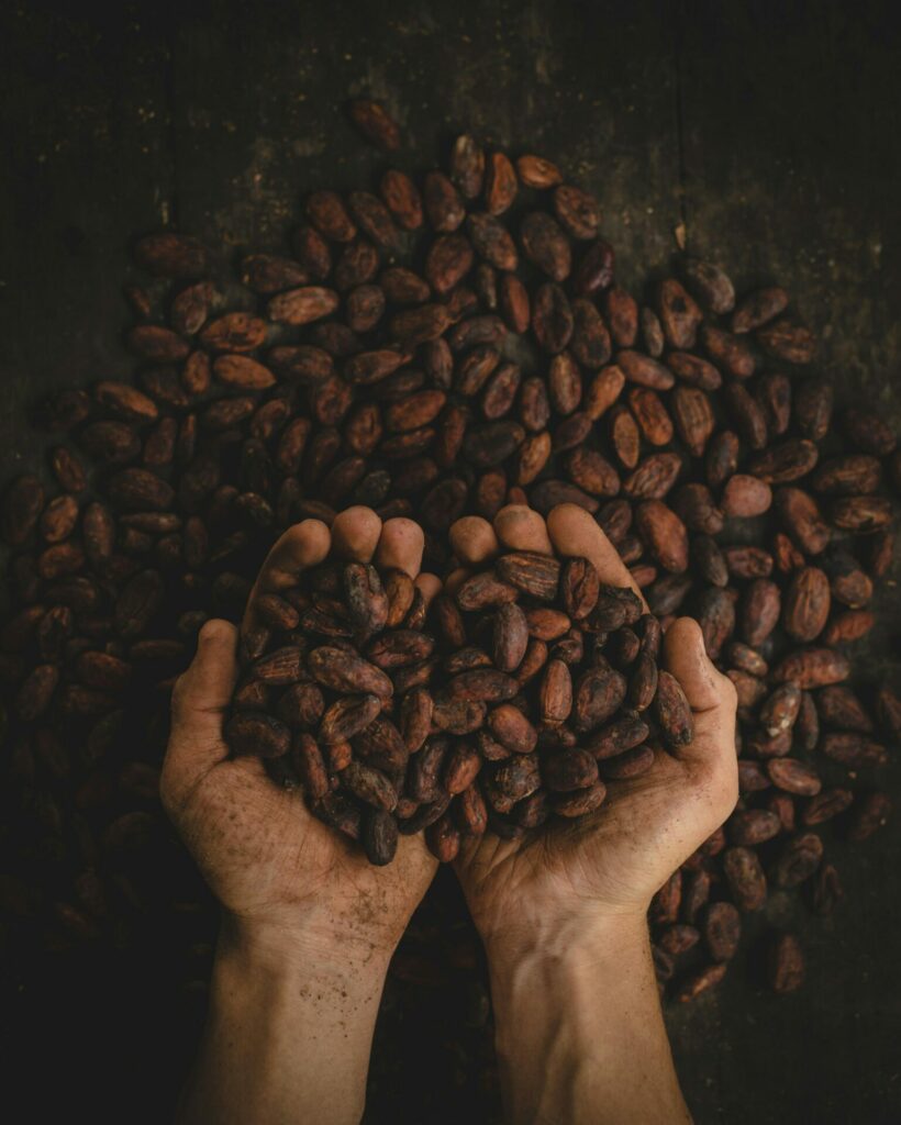 Hand hält viele Kakaobohnen